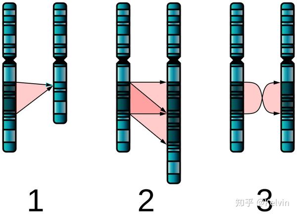 理解等位分的奥秘，遗传学中的关键概念